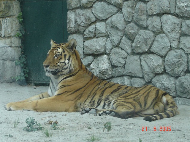 Lepa slika tigra