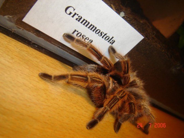 Pajek- grammostola rosea (rcf) - foto