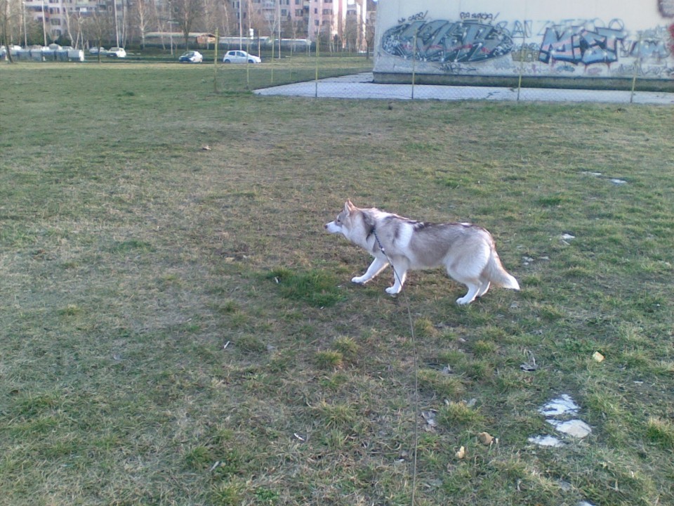 Ari - foto povečava