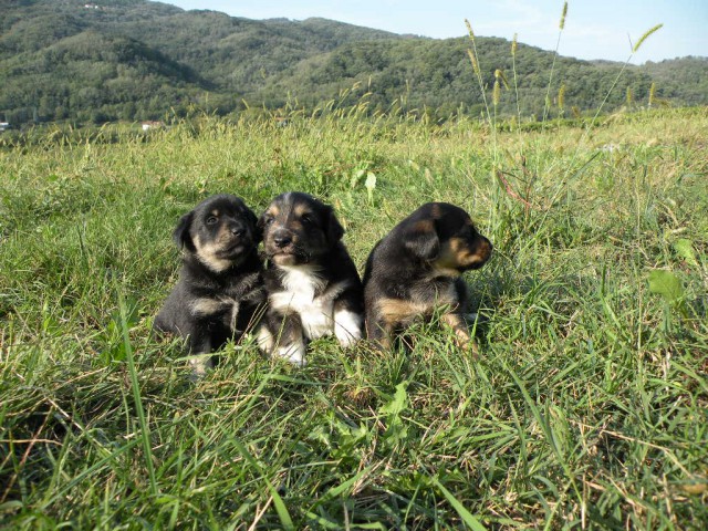 Mladički 2009 - foto