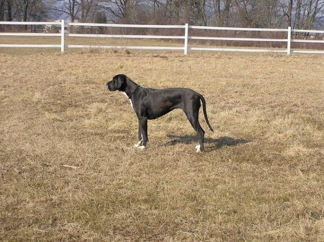 Zajčja, 19.2.2005 - foto povečava