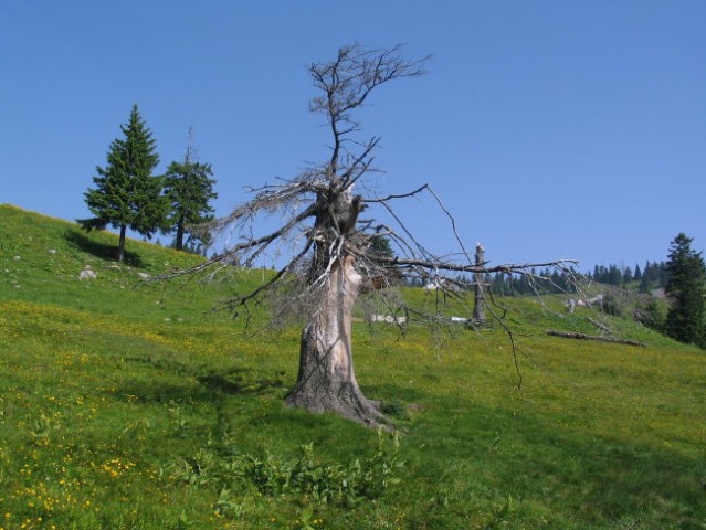 Velika planina 19.6.2006 - foto