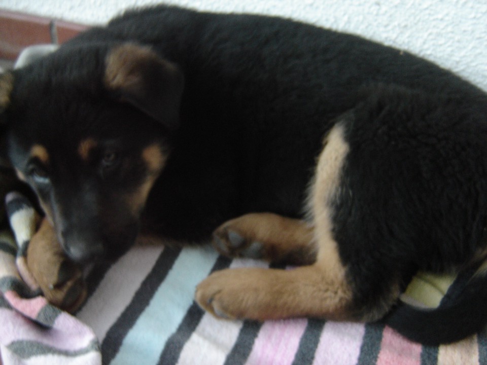 * Rocky *  - foto povečava