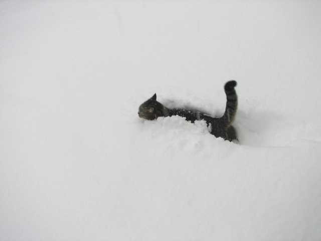 Tom pluži sneg :)