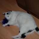 Johnny in Lucky dobita Božičkova darila, predbožični večer 2007