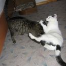 15.12.05
Lucky, ki ne ve kaj pomeni biti nežen, v akciji