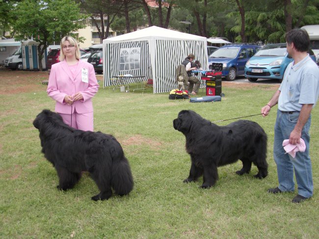 09.05.2009 Cacib Umag
čakamo na vrsto