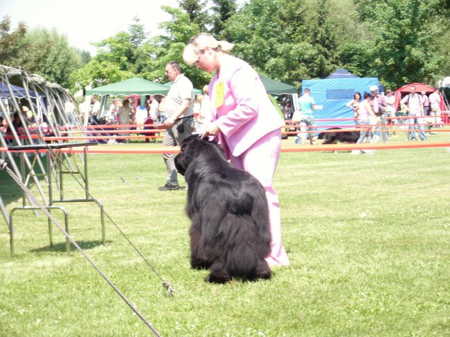 23.05.2009 Cacib Varaždin
še vedno stojiva za ocenjevanje