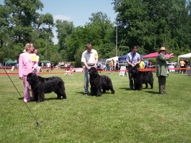 23.05.2009 Cacib Varaždin
postavitev in prvi pregled