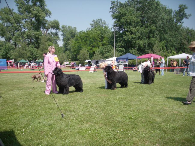 23.05.2009 Cacib Varaždin,
odločiti se je treba kdo bo dobil BOB