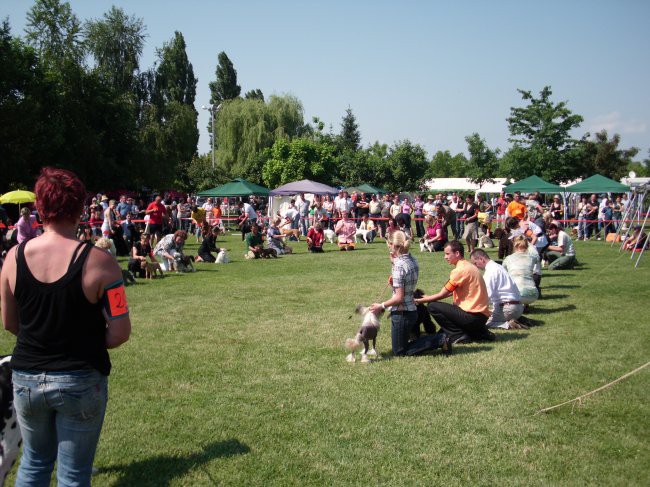 23.05.2009 Cacib Varaždin,
joj kolk nas je - 86 psov