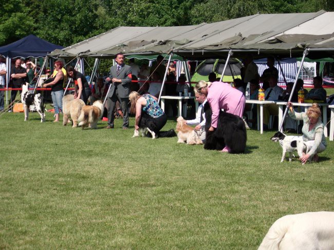 23.05.2009 Cacib Varaždin, 
postavljanje psov v drugem krogu