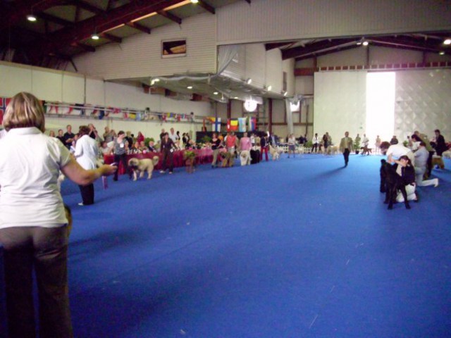 06.06.2009 Cacib Portorož, Junior Best in Show