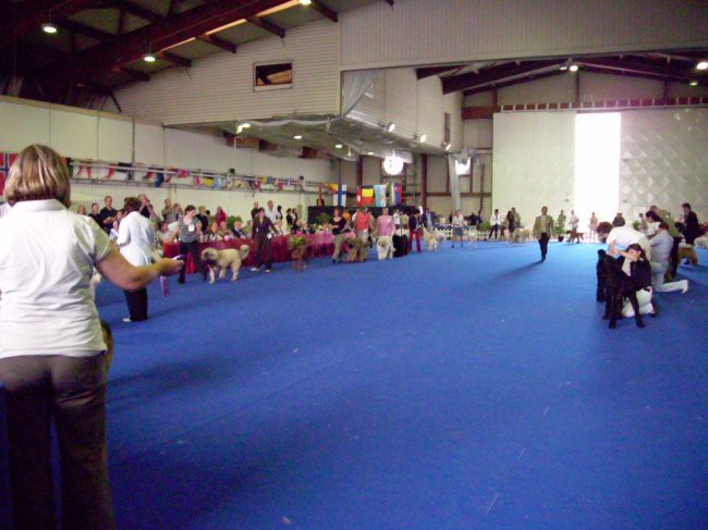 06.06.2009 Cacib Portorož, Junior Best in Show