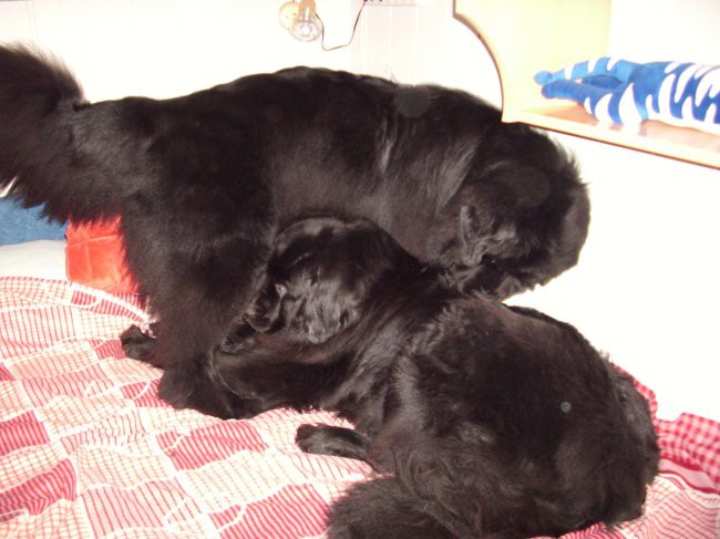 24.06.2009 daj še, ne bodi lena