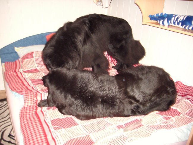 24.06.2009 imam že dovolj, a ti se nič ne utrudiš