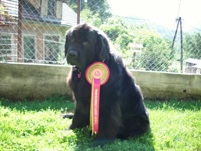 17.07.2009 danes sem prejela rozeto, ker sem osvojila šampionat, slovenski prvak v lepoti