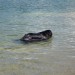 19.07.2009 Velenjsko jezero, Sona je zaplavala