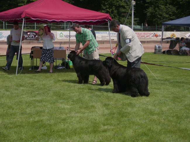 05.07.2009 Cacib Lendava, razred odprti - samice: Seal Cove´s Helene in Thickish Newfoundl