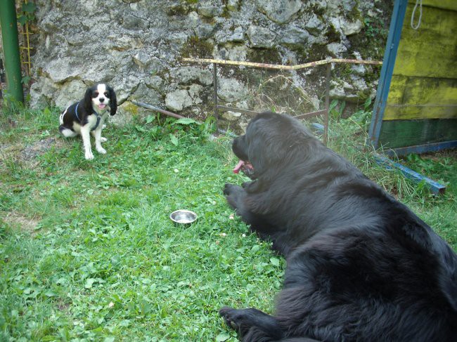01.08.2009 Yolli je zelo poslušen učenec