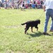 30.08.2009 CAC Trbovlje, najlepši pes Zasavja, bernski planšarski pes Bolt