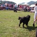 30.08.2009 CAC Trbovlje, najlepši pes Zasavja, tečeta Sona in Urška