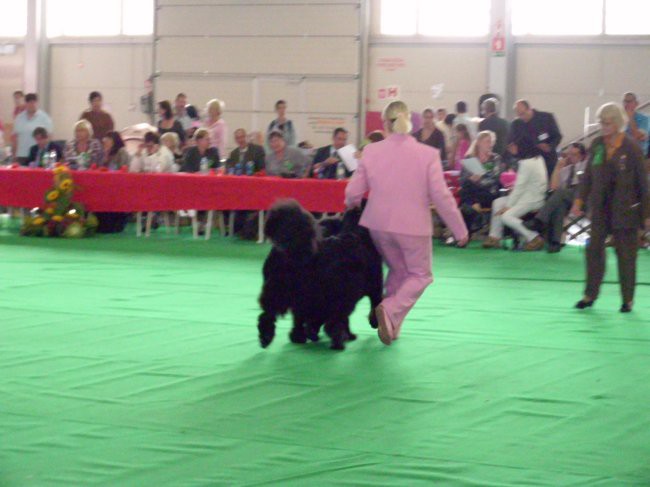 26.09.2009 CACIB CELJE, tečemo finski sodnici  naproti - Raita Ritva