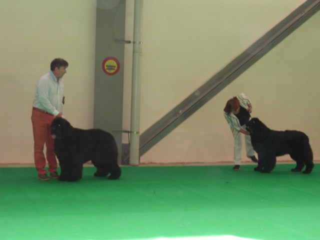 27.09.2009 CACIB CELEIA, pes razred odprti Yam Yam odl/3 (desno)