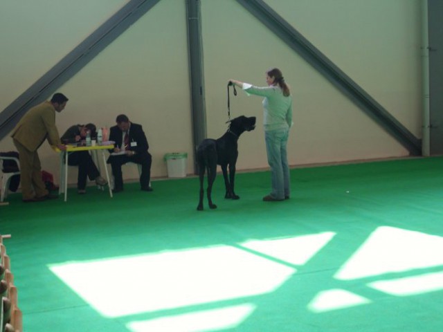 27.09.2009 CACIB CELEIA, nemška doga črna, razred mladi - pes Raising Star, ocena prav dob