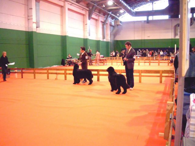 Psice razred prvaki