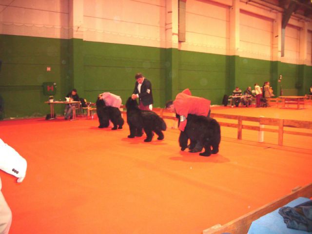 Tekmovanje psov za CACIB