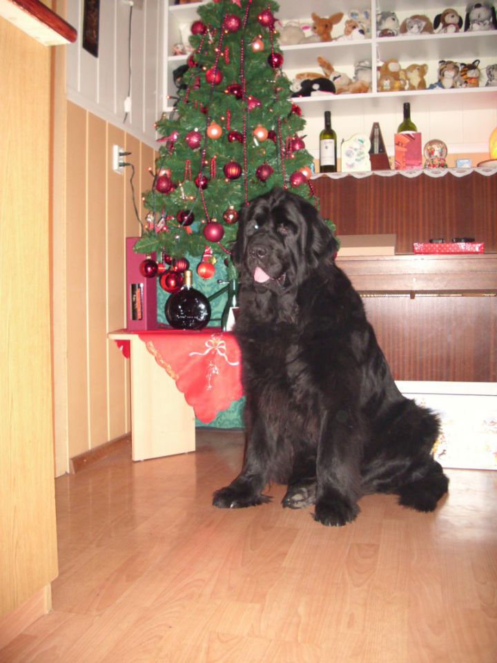 Božični december 2009 - foto povečava
