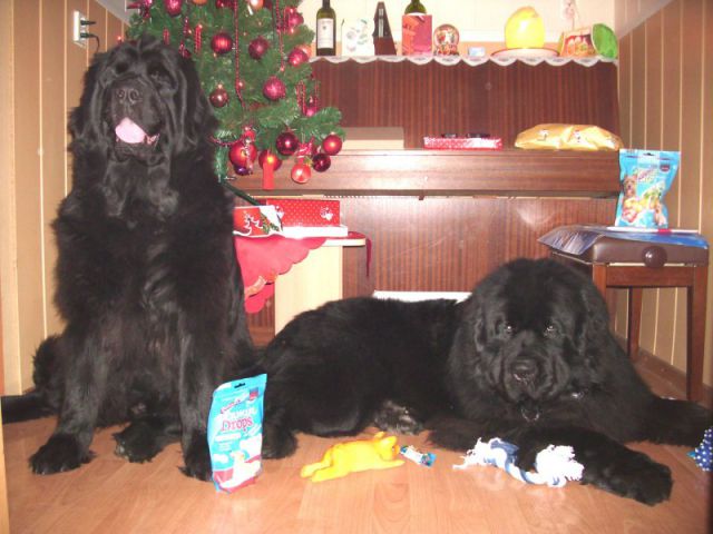 Božični december 2009 - foto
