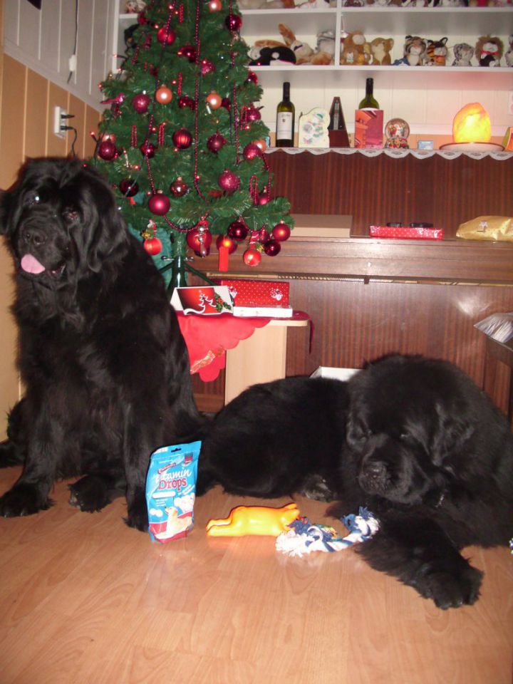 Božični december 2009 - foto povečava