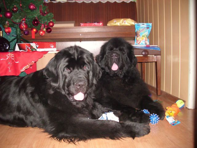 Božični december 2009 - foto