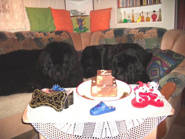 Carlos praznuje drugi rojstni dan, 15.02.2010 - foto povečava
