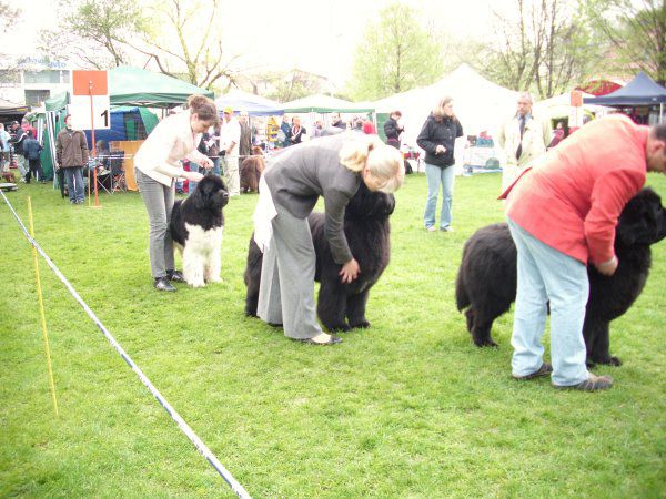 Cacib maribor, 17.04.2010 - foto povečava