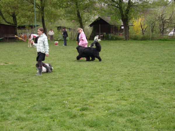 Cacib pohorje, 18.04.2010 - foto povečava