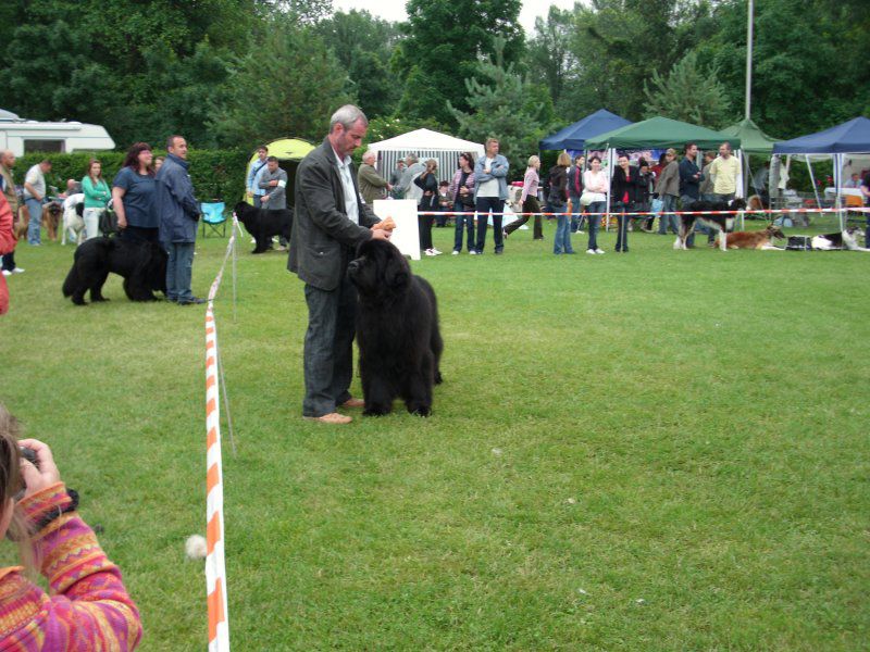 CACIB Varaždin, 20.06.2010 - foto povečava