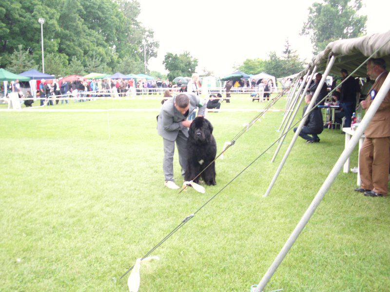 CACIB Varaždin, 20.06.2010 - foto povečava