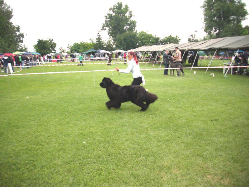 CACIB Varaždin, 20.06.2010 - foto povečava