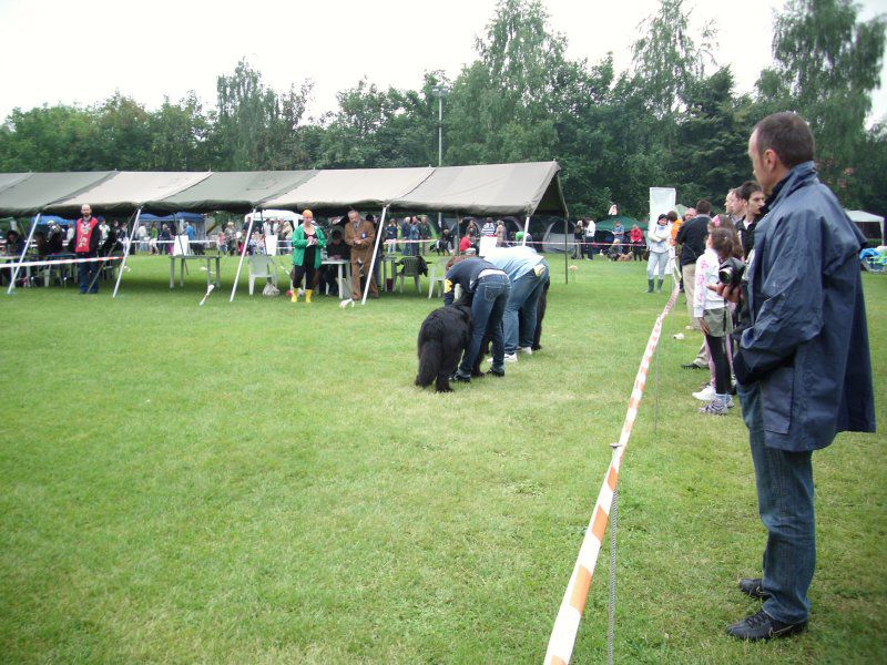 CACIB Varaždin, 20.06.2010 - foto povečava