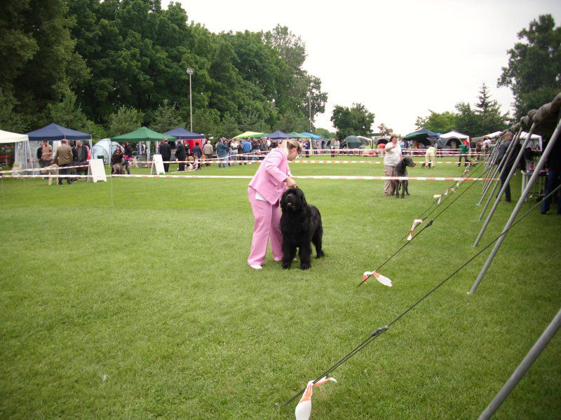 CACIB Varaždin, 20.06.2010 - foto povečava