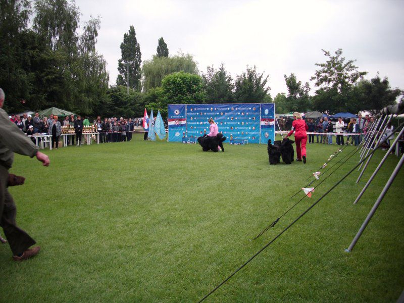 CACIB Varaždin, 20.06.2010 - foto povečava
