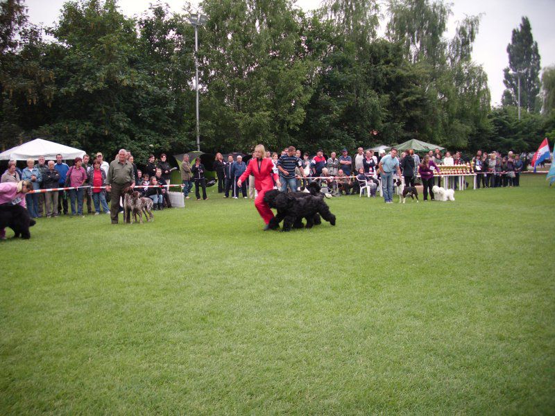 CACIB Varaždin, 20.06.2010 - foto povečava
