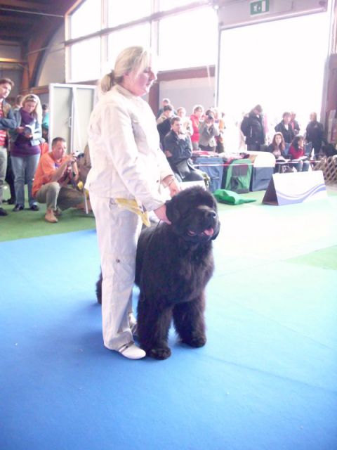 European dog show, 30.09 2010 - foto