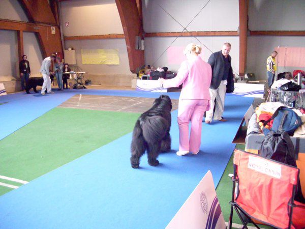 European dog show, 30.09 2010 - foto povečava