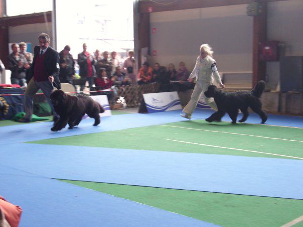 European dog show, 30.09 2010 - foto povečava