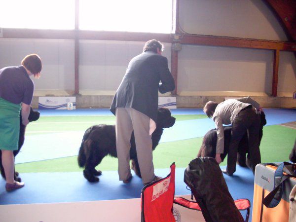 European dog show, 30.09 2010 - foto