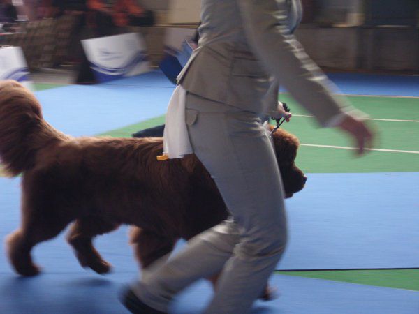 European dog show, 30.09 2010 - foto